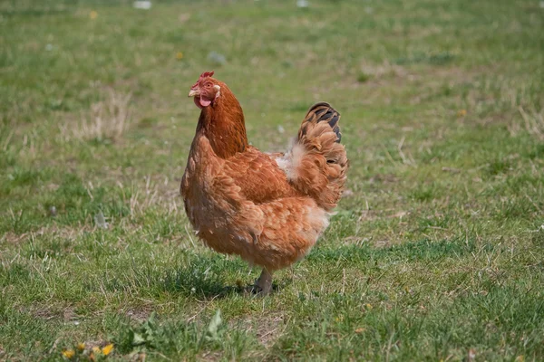 Ayam merah — Stok Foto