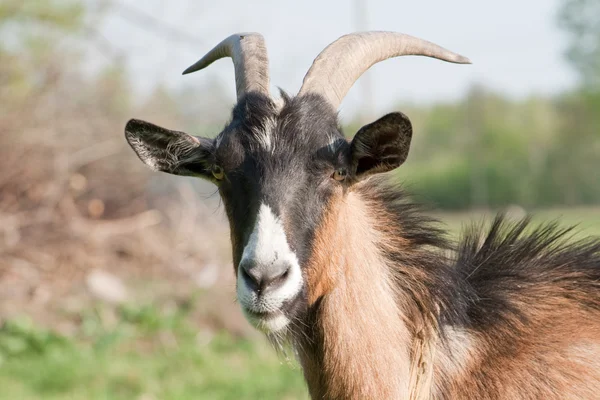 Kahverengi keçi — Stok fotoğraf