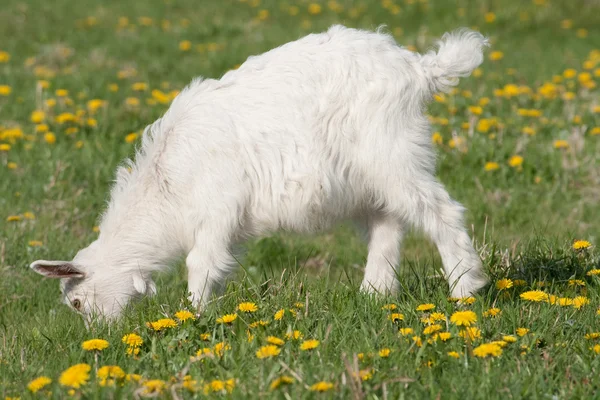 Маленькая белая коза, пасущаяся на лугу — стоковое фото
