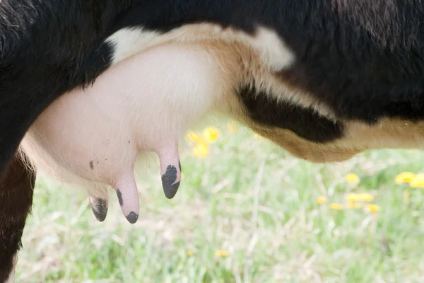 Komjölk juver före mjölkning — Stockfoto