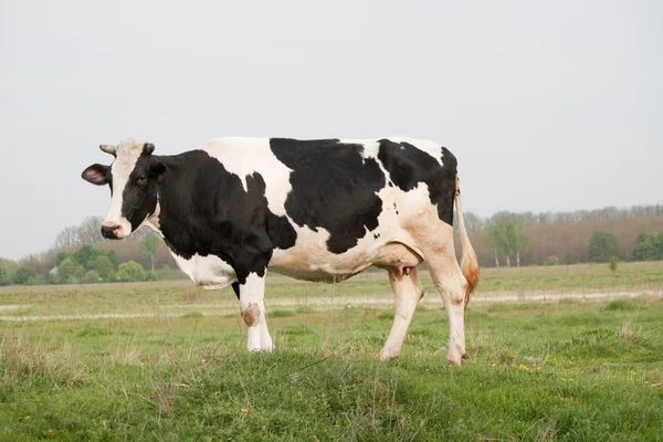 Корова в поле — стоковое фото