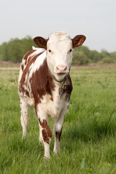 Krávy tele — Stock fotografie