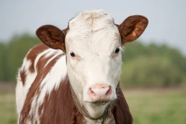 Krávy tele — Stock fotografie