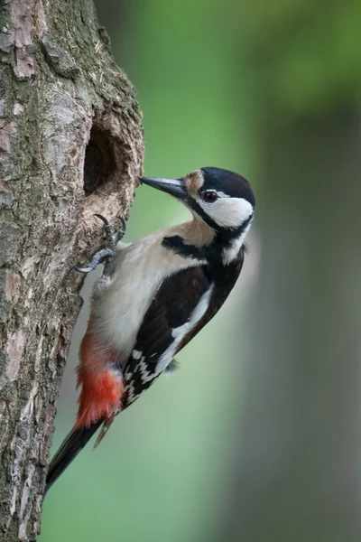 Hackspett — Stockfoto