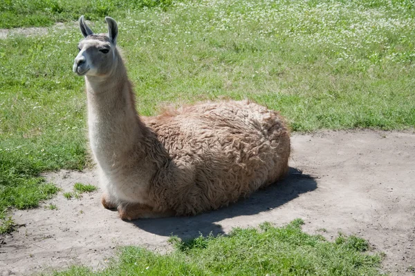Lamy (Lama glama) — Zdjęcie stockowe