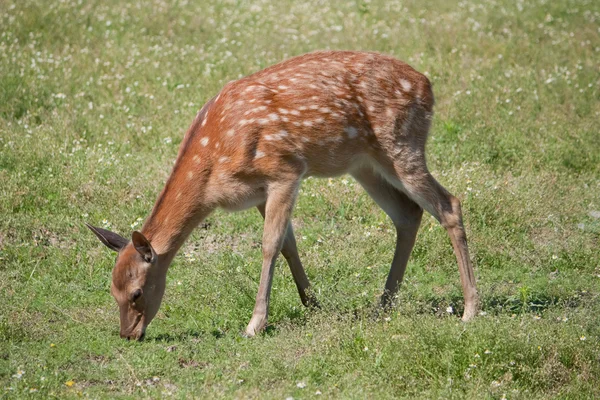 Sika rådjur eller fläckiga hjortar eller japanska rådjur — Stockfoto