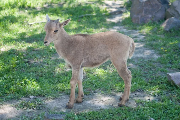 Das barbarische Schaf (ammotragus lervia) baby — Stockfoto