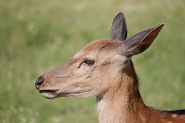 The Sika Deer — Stock Photo, Image