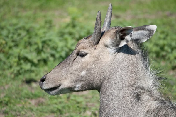 Antilop Nilgai (Boselaphus tragocamelus) — Stockfoto