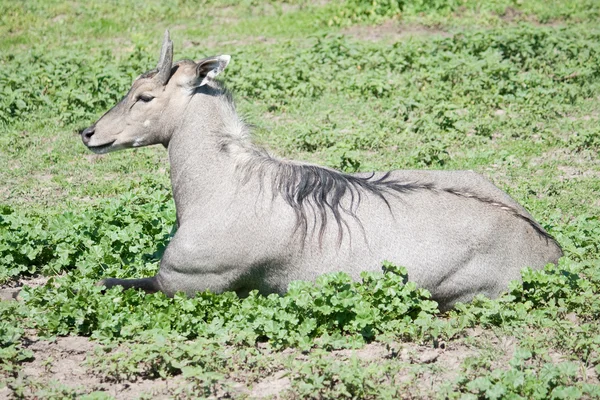 Antilopen-Nilgai — Stockfoto