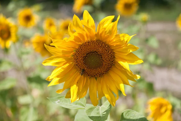 Sunflower growing in field — Stock Photo, Image