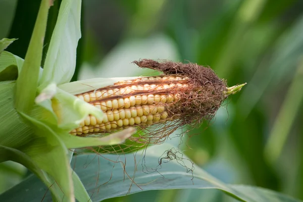 Кукурудза росте — стокове фото