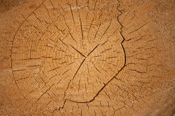 Um tronco de pinheiro — Fotografia de Stock