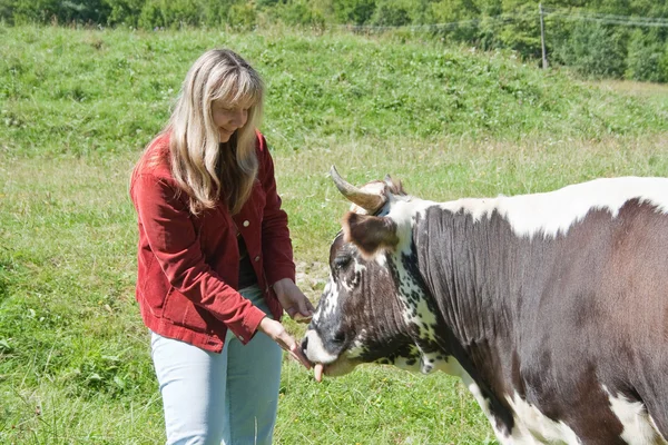 Jeune femme nourrissant une vache — Photo