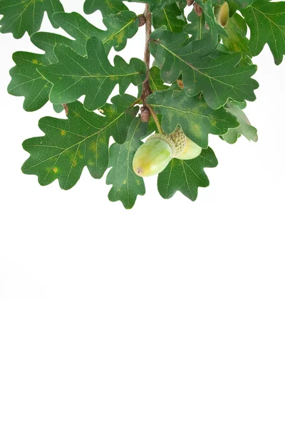 Sprig of oak acorns — Stock Photo, Image