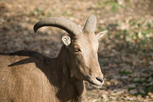 Barbary fåren — Stockfoto