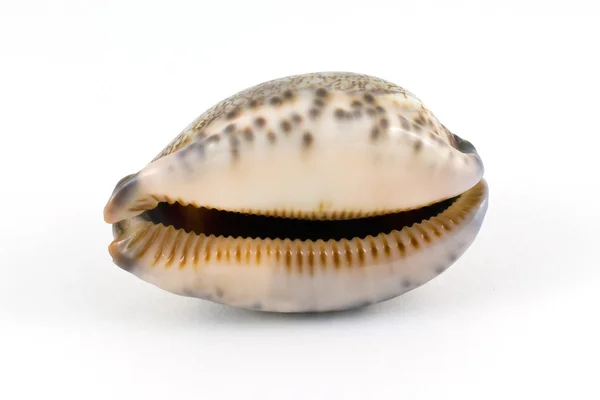 Vackra seashell — Stockfoto