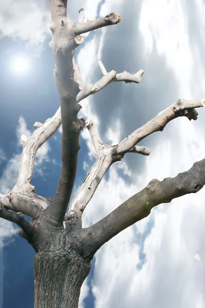 Spiritual Tree — Stock Photo, Image