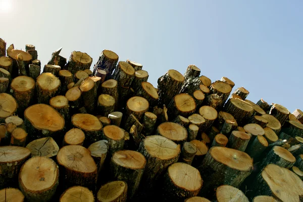 Pila de madera grande —  Fotos de Stock
