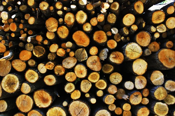 Kmeny stromů — Stock fotografie