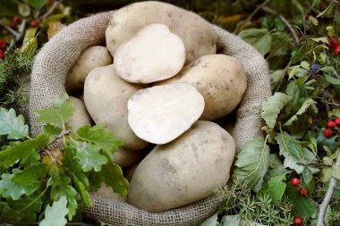 Potatoes in a burlap sack clipart