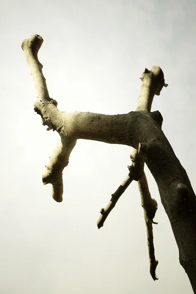 stock image Mystical Branch