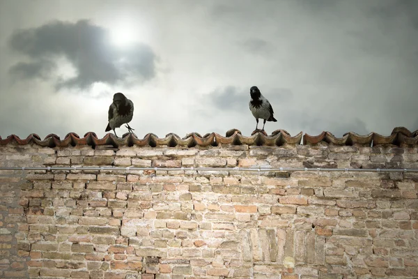 Crows above the tiles — Stock Photo, Image