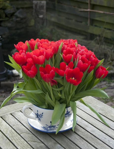 Tulpis rouge — Photo