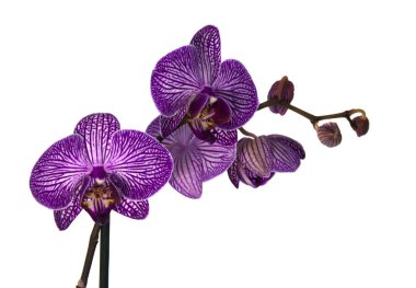 Orchid clipart