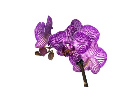 Pink orchid clipart