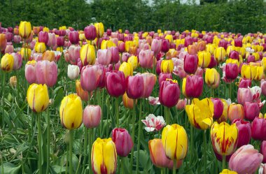 Lale floriade 2012 Tarih alanıyla