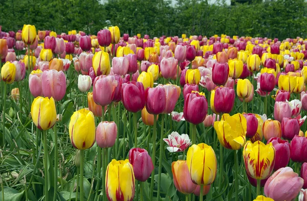 Campo con tulipanes en la floriade 2012 —  Fotos de Stock