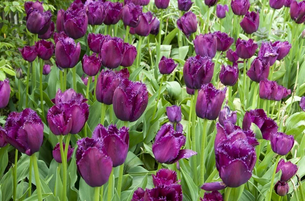 Campo con tulipanes en la floriade 2012 —  Fotos de Stock