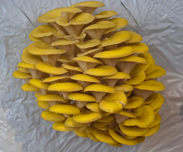 黄色食用蘑菇 — 图库照片