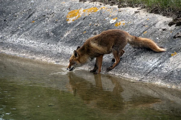 Rojo zorro salvaje agua potable — Foto de Stock