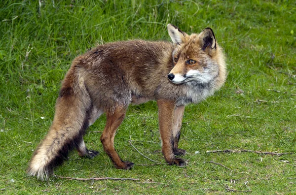 Wilde rode vos in het bos in Nederland — Stockfoto