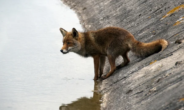 Wild fox drinking water — Stock Photo, Image