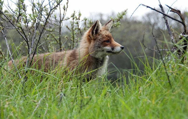Rood wild fox — Stockfoto