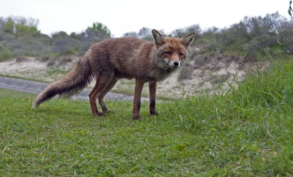 Wild red fox — Stock Photo, Image