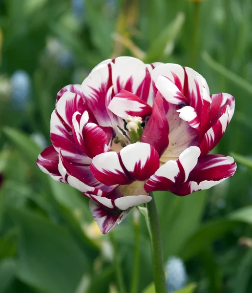 Tulipán rojo blanco — Foto de Stock