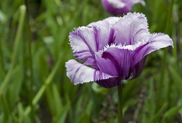 Tulipa rosa especial — Fotografia de Stock