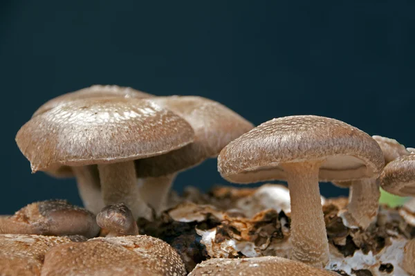 食用真菌 — 图库照片