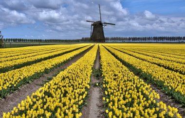 Dutch windmill and tulip fields clipart