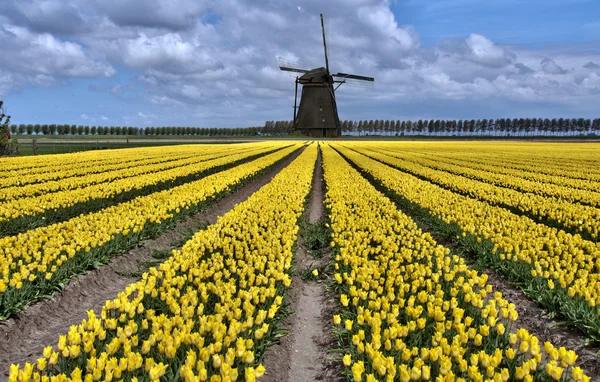 stock image Dutch windmill and tulip fields