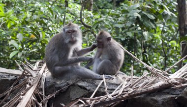 maymun ubud