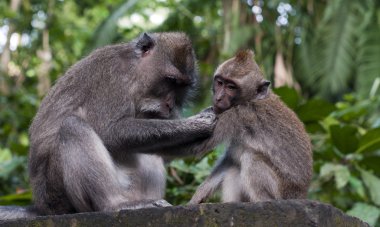 maymun Ubud