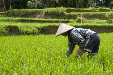 pirinç tarlaları üzerinde çalışan kadın