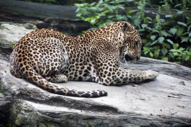 güneşin altında döşeme leopar