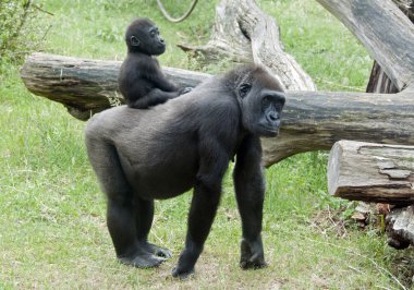 Baby gorilla clipart