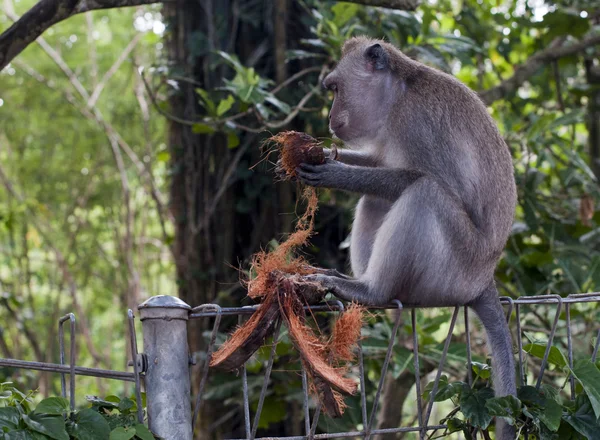 Mono en ubud — Foto de Stock